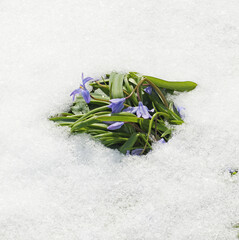 First spring flowers. Scilla siberica, Siberian squill or wood squill, species of flowering plant...