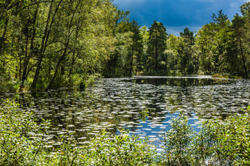 Lush green landscape with calm water and lily pads in Sweden during a sunny day