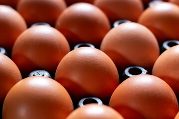 Close up chicken eggs in plastic tray