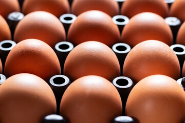 Close up chicken eggs in plastic tray