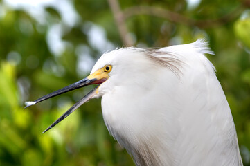 A closeup portrait of a Snowy Egret, Egretta thula