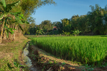 Lush green rice fields with a small stream in a tropical rural area, surrounded by banana and bamboo trees. Natural agricultural landscape in the morning, perfect for agriculture, and food concepts.