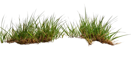 PNG of Lush green grass clumps showcasing vibrant colors and textures, perfect for nature-themed projects.
