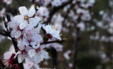 Close-Up of Delicate White Cherry Blossoms
