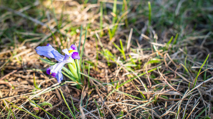 Delicate Purple Iris Flower Blooming in Wild Meadow with Soft Focus Background of Spring Grass and Natural Sunlight Highlighting Its Vibrant Petals
