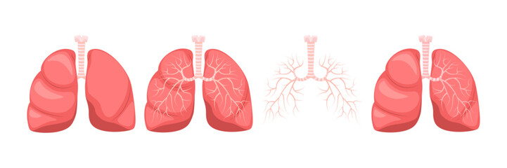 Human Lungs, anatomy respiratory system. Respiratory system: lungs, bronchioles, pulmonary alveoli. Medicine and healthcare human internal organs.