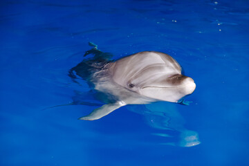 Fototapeta premium Witness the Graceful Dolphin Swimming Elegantly in the Clear Blue Water of the Ocean