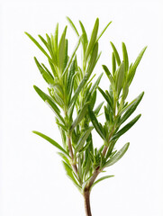 Obraz premium Rosemary sprig with fresh green leaves on white background