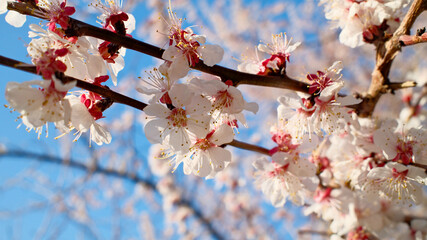 Elegant White Cherry Blossoms in Full Spring Bloom Against Deep Blue Cloudless Sky Creating Natural Contrast
