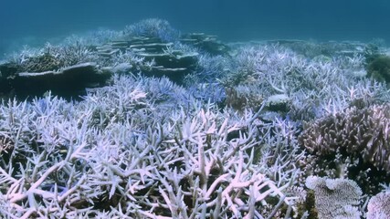 Close-up of coral bleaching on a barrier reef in Australia. Impact of climate change on the ocean.
