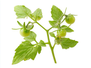 Fototapeta premium Young tomato vine with small green fruits on white background