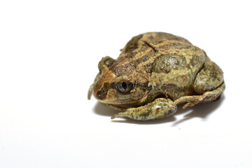 Marsh-colored ground frog on a white background.