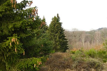 Fototapeta premium pine tree in the forest