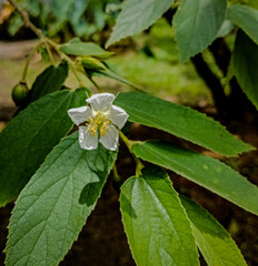 Naklejka premium White flowers of a cherry