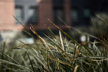 Close-up photo of grass with houses in the background