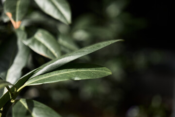 Beautiful green leaves captured in close-up detail.