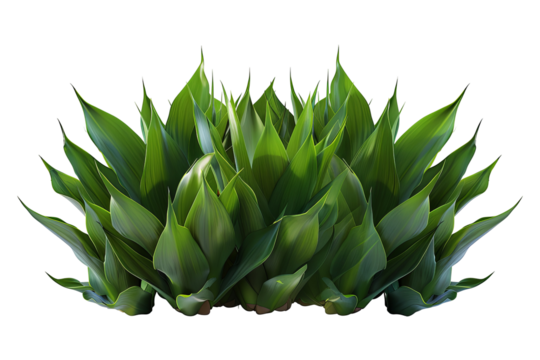 Lush green plant with long, pointed leaves, isolated on a transparent background. Texture rich and detailed