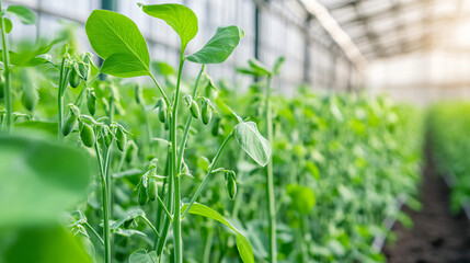 Naklejka premium Lush Green Soybean Plants Thriving in a Modern Greenhouse Environment A Glimpse into Sustainable