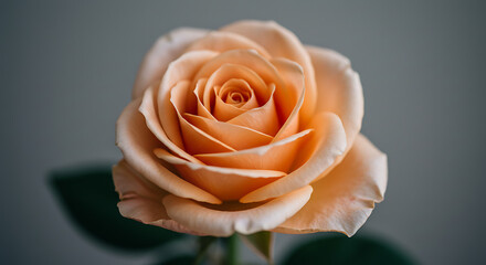 Beautiful peach rose blooming against a soft grey background  