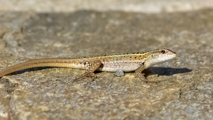 photos of lizards sunbathing on Stone