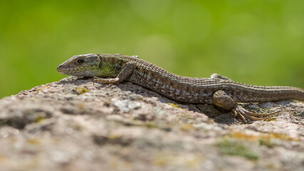 photos of lizards sunbathing on Stone