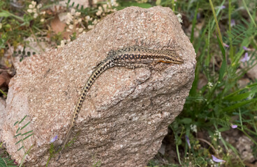 photos of lizards sunbathing on Stone