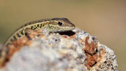 photos of lizards sunbathing on Stone