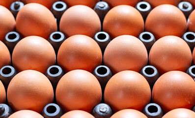 Close up chicken eggs in plastic tray