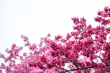 cherry blossom background