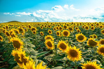 Obraz premium Close-up of sunflowers facing the sun in the field.Organic food production.Oilseed crop.