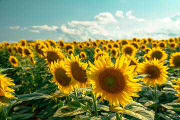 Close-up of sunflowers facing the sun in the field.Organic food production.Oilseed crop.
