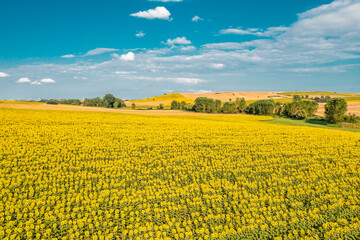 Fototapeta premium Drone view of vast and endless sunflower field in summer. Agricultural drone footage.