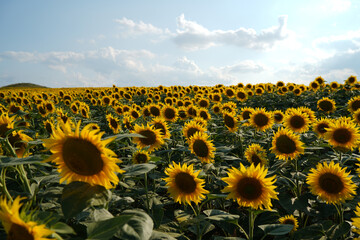 Close-up of sunflowers facing the sun in the field.Organic food production.Oilseed crop.