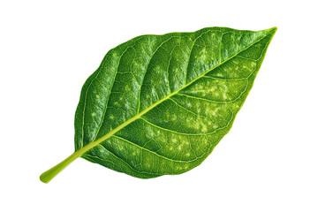 Obraz premium A vibrant green leaf with detailed veins and texture, isolated against a transparent background. Leaf is whole and healthy