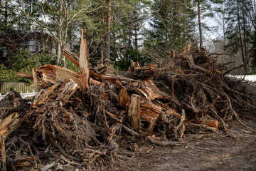 Uprooted and broken tree trunks stacked after storm damage in forest area