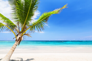 Coconut palm tree on a white sand beach in Punta Cana, Dominican Republic.