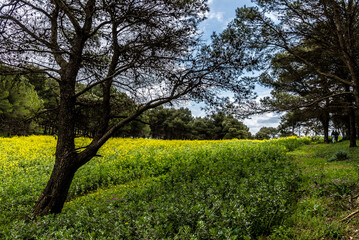 Beautiful spring landscape view from the north of Tunisia	