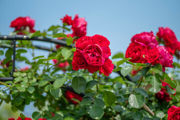 日本の岡山で見れるバラ園のバラ