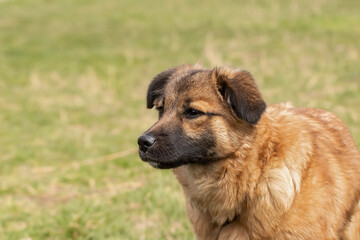 Black dog nose.Beautiful and curious dog's nose.