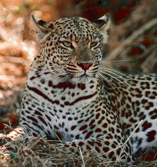 close up of leopard