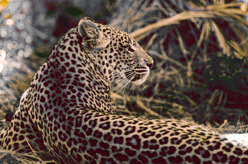 leopard in the grass