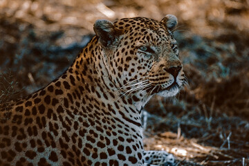 close up of leopard