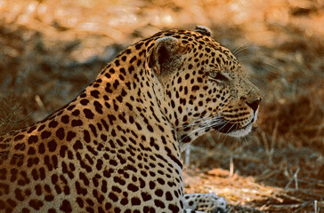 Obraz premium close up of leopard