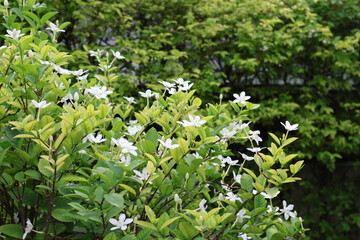 White Wrightia Antidysenterica Flowers in Bloom - Lush Green Garden Background