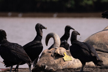 Close-up of a cow’s head being consumed by vultures in a tropical ecosystem