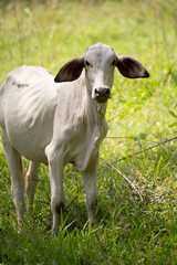 Obraz premium White cow in open field representing rural life and livestock farming