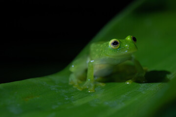 Glass frog resting on a tropical leaf – transparency and camouflage in rainforest amphibians