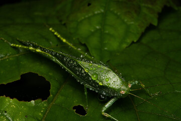 Perfect camouflage: green insect blending into wet foliage with water droplets