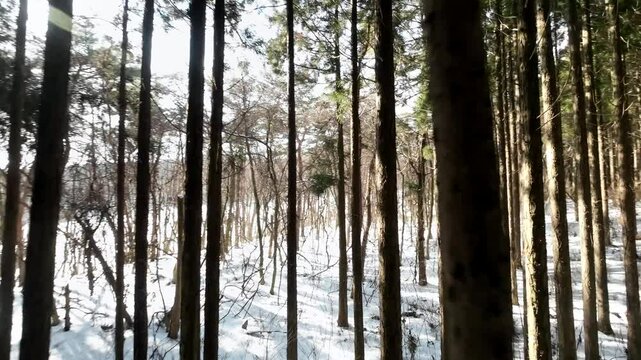 森の中をドローンで飛ぶ