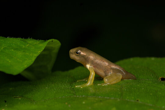 Golden froglet with tail resting on a green leaf during early metamorphosis